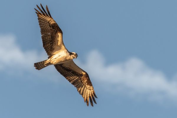 Soaring eagle in the blue sky.